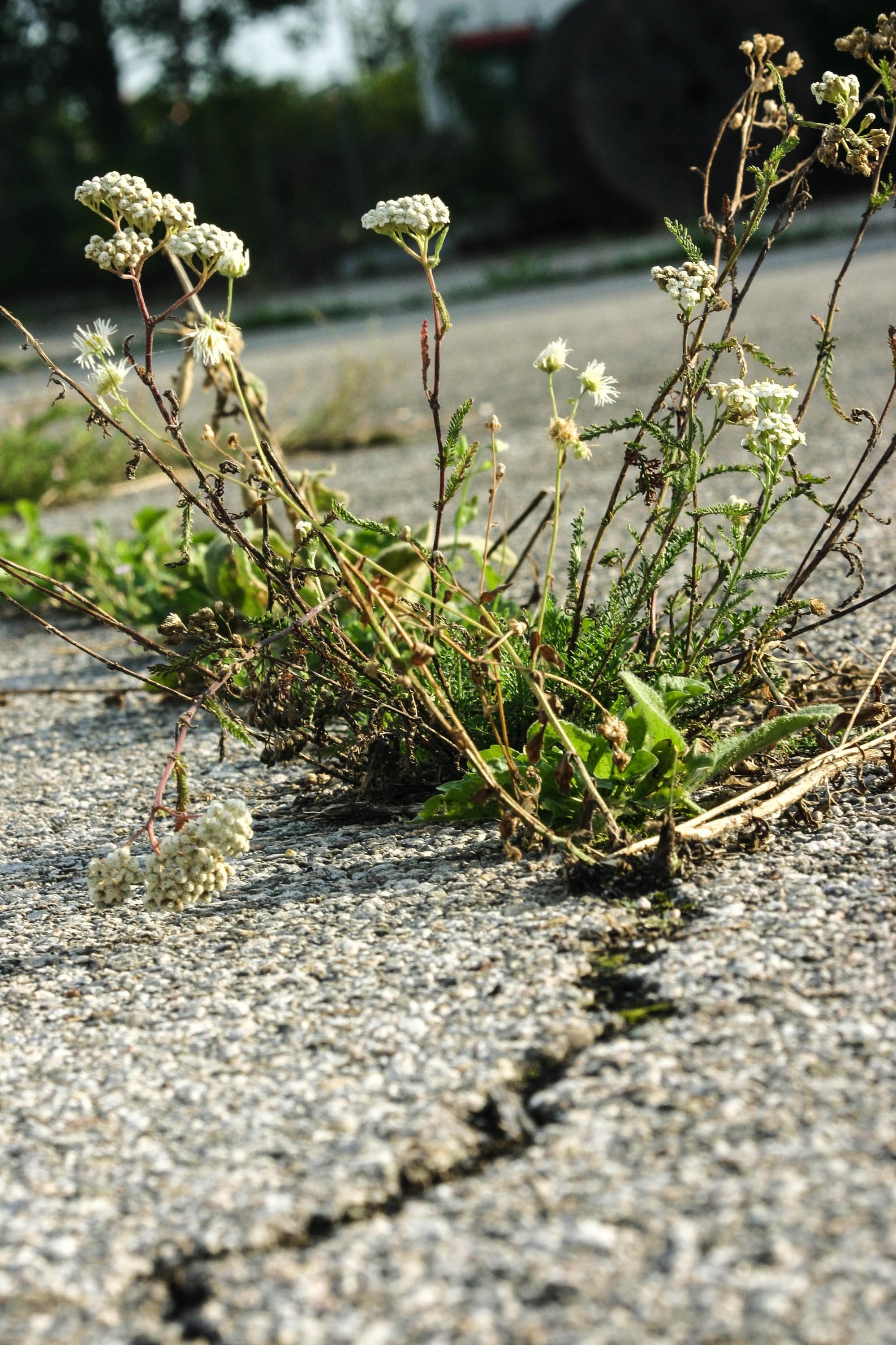 Naturaleza en la ciudad